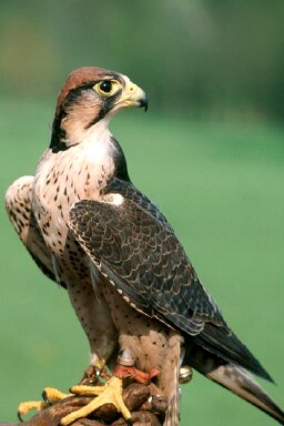 Lanner Falcon